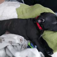 Staffordshire bull terrier Kida