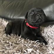 Staffordshire bull terrier Kida