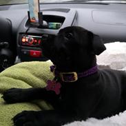 Staffordshire bull terrier Kida