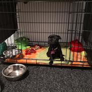 Staffordshire bull terrier Kida