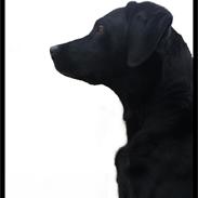 Labrador retriever Sif