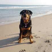 Rottweiler Saga (Rottholms Gabbi)