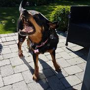 Rottweiler Saga (Rottholms Gabbi)