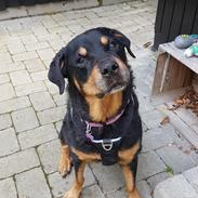 Rottweiler Saga (Rottholms Gabbi)