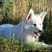 Hvid Schweizisk Hyrdehund Coco