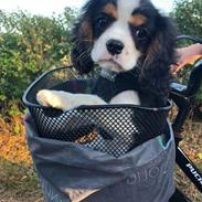 Cavalier king charles spaniel Malekits Turbo