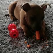 Staffordshire bull terrier Freya