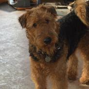 Airedale terrier Tor