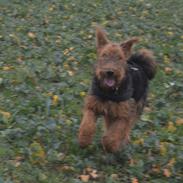 Airedale terrier Tor