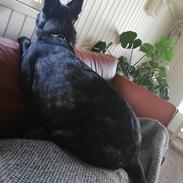 Hollandsk hyrdehund Zherlock - Kaldenavn Eddie