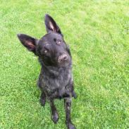 Hollandsk hyrdehund Zherlock - Kaldenavn Eddie