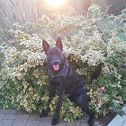 Hollandsk hyrdehund Zherlock - Kaldenavn Eddie