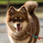 Finsk lapphund Lapinkaunis Shelby Maverick