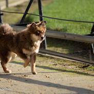 Finsk lapphund Lapinkaunis Shelby Maverick