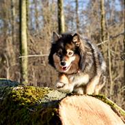 Finsk lapphund Silke