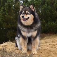 Finsk lapphund Silke