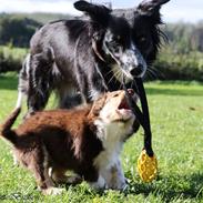 Border collie My forward BC Jill&Fønix Zoey