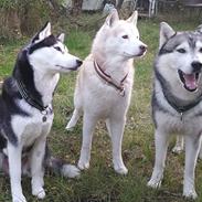 Siberian husky Sheena (Mesmocans Black Betty)