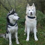 Siberian husky Sheena (Mesmocans Black Betty)