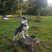 Siberian husky Sheena (Mesmocans Black Betty)