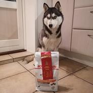 Siberian husky Mesmocan Tasmanian Devil (Taz)