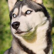 Siberian husky Mesmocan Tasmanian Devil (Taz)