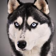 Siberian husky Mesmocan Tasmanian Devil (Taz)