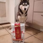 Siberian husky Mesmocan Tasmanian Devil (Taz)