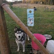 Siberian husky Mesmocan Tasmanian Devil (Taz)
