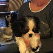 Cavalier king charles spaniel Min Cavalier Lotus