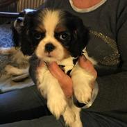 Cavalier king charles spaniel Min Cavalier Lotus
