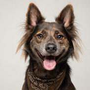 Blanding af racer Dakota (gadedrengen <3)