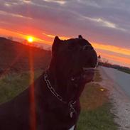 Cane corso Batman