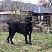 Cane corso Batman