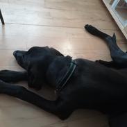 Blanding af racer Zuko