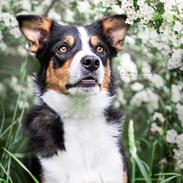 Border collie Lupin aka. Antti