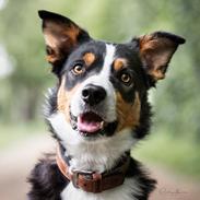 Border collie Lupin aka. Antti