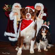 Australian shepherd Balou