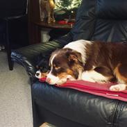 Australian shepherd Balou