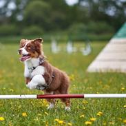 Australian shepherd Balou
