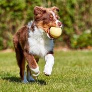 Australian shepherd Balou
