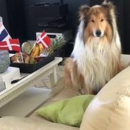 Collie langhåret Enzo