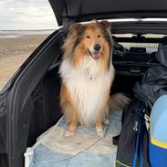 Collie langhåret Enzo