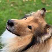 Collie langhåret Enzo