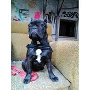 Fransk bulldog Kenzi