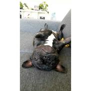 Fransk bulldog Kenzi