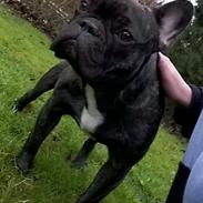 Fransk bulldog Kenzi