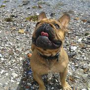 Fransk bulldog bonzo