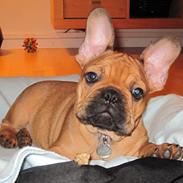 Fransk bulldog bonzo