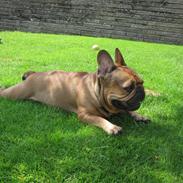 Fransk bulldog bonzo